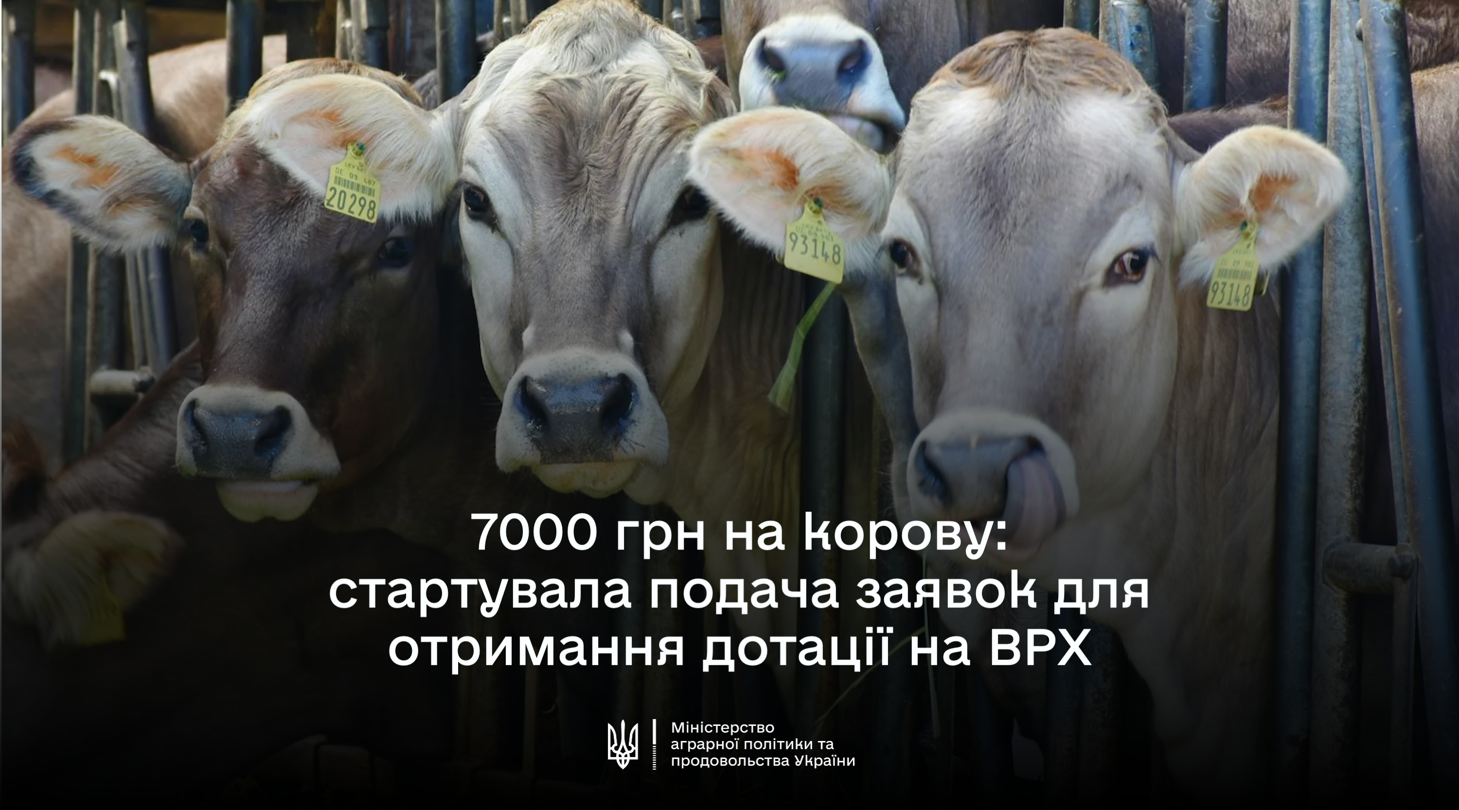 У ДАР стартує добір на спеціальну бюджетну дотацію на утримання поголів’я корів